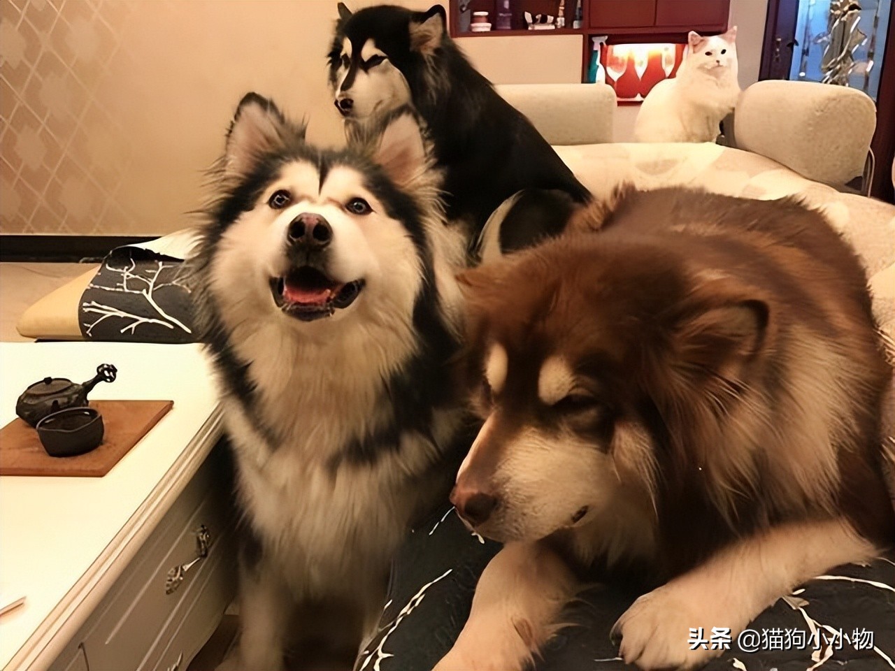 十二星座最适合养猫还是狗,十二星座不适合养的狗狗