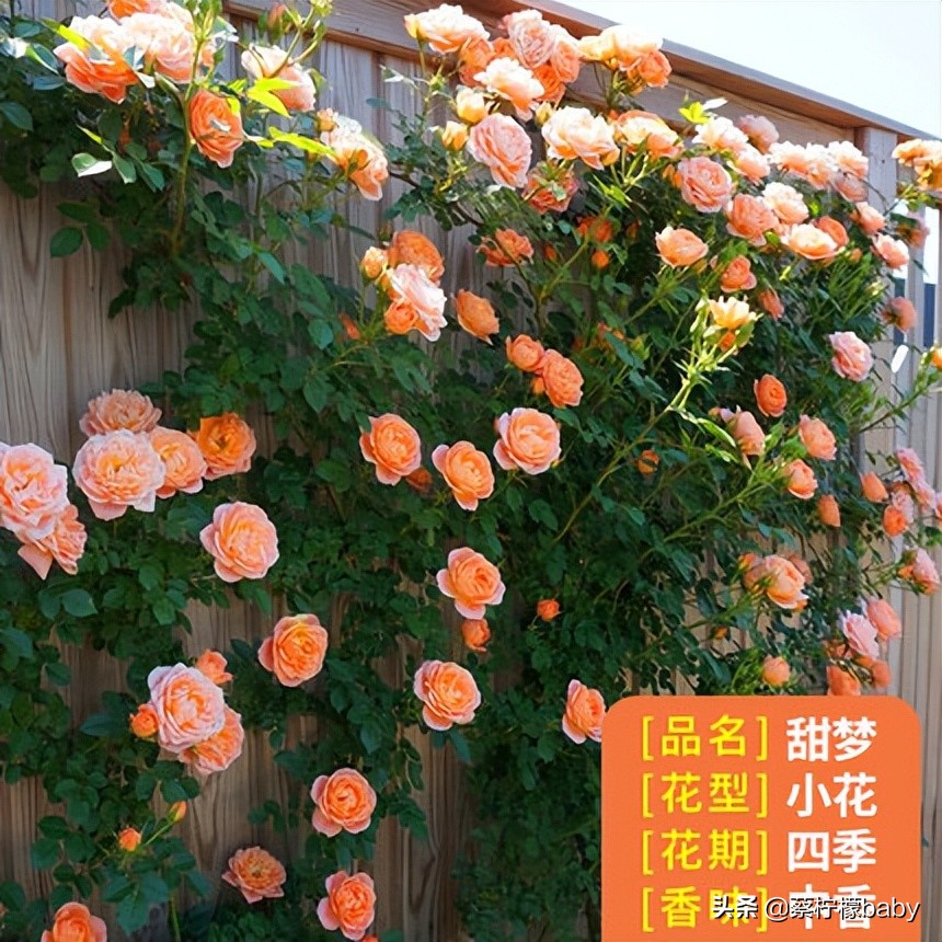 路边的蔷薇花是什么品种,哪个品种蔷薇花最好看最香