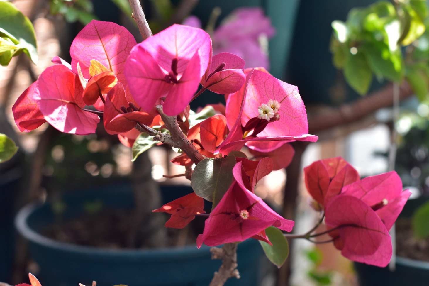 三角梅烂根如何拯救,三角梅换盆引起烂根什么原因