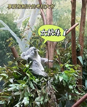 广州长隆野生动物世界保姆级教程,广州长隆野生动物园保姆级攻略