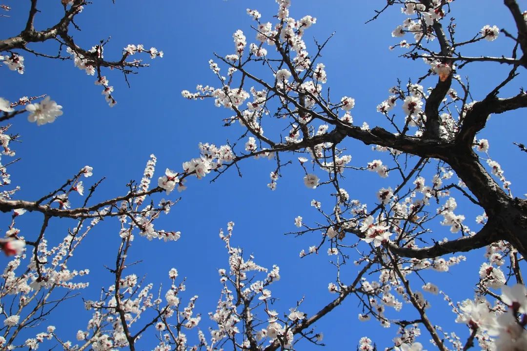 春天的飞花令,有关花的飞花令100句