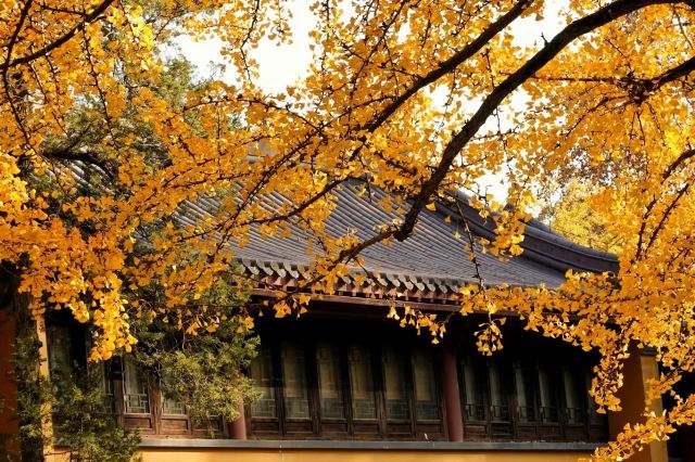 南京秋天旅游景点攻略,秋天南京旅游必去的景点