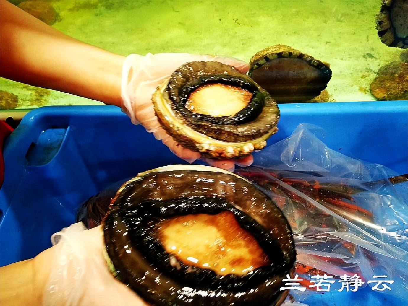 悉尼最大的海鲜鱼市场在哪里,海鲜市场澳洲龙虾