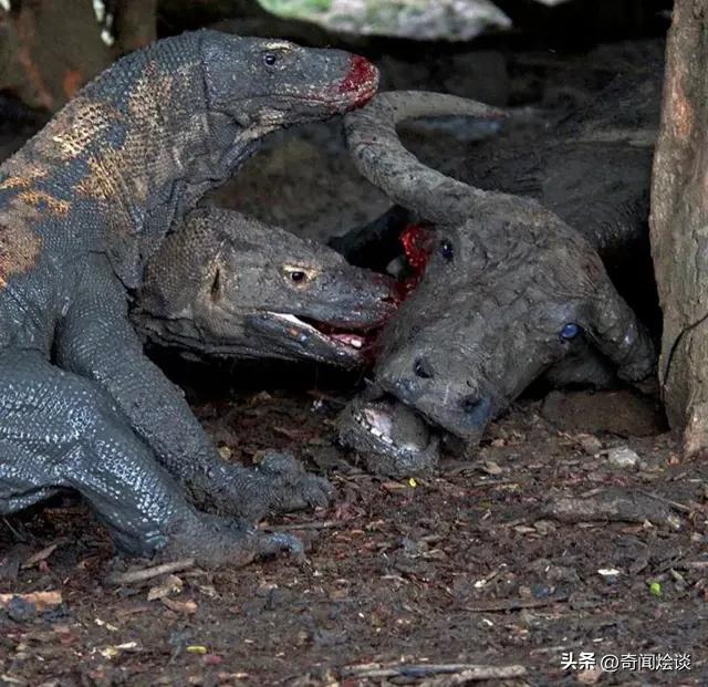 鬣狗捕食动物图片,鬣狗捕杀巨蟒