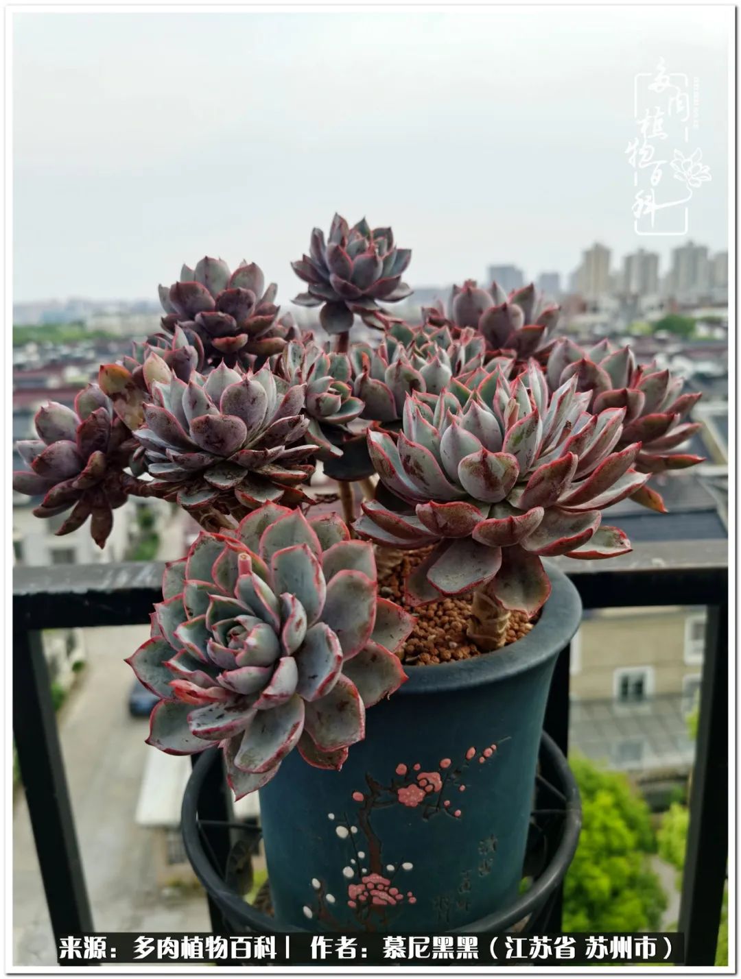 生活需要三分甜,生活需要一半禅意一半烟火