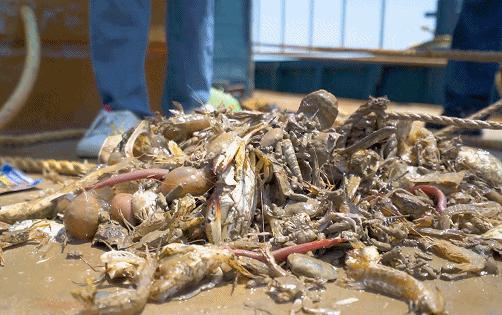 在鲜味江湖里，广东这座小城堪称食客天堂