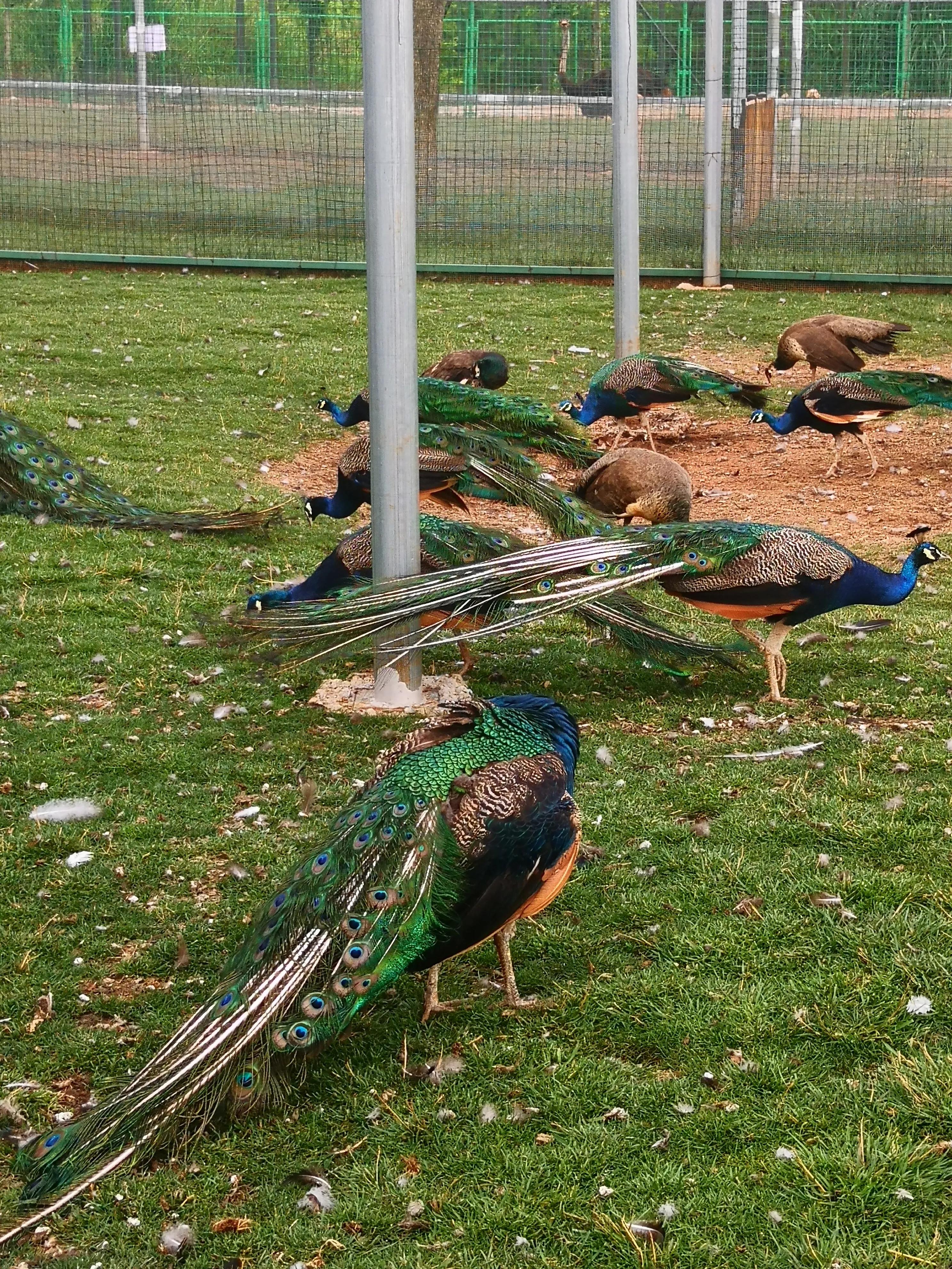 孔雀悠闲地在草地上嬉戏