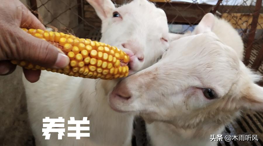 羊育肥快速上膘绝招,饲养羊上膘