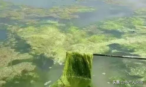 青苔爆发用什么菌可以抑制,青苔爆发原因是什么元素多了