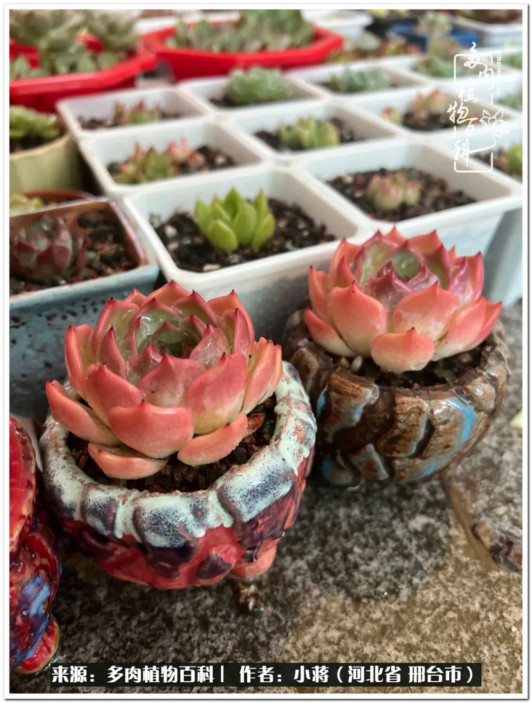 我与多肉植物之间的故事,我和多肉十二卷的故事100字