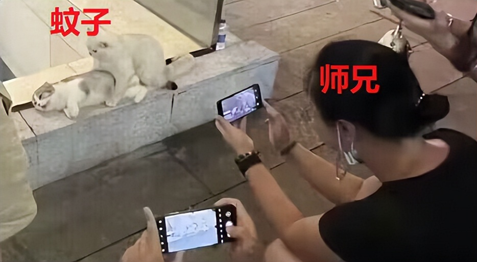 蚊子太烦人了晚上睡不着,总被蚊子吵醒还找不到蚊子是为啥