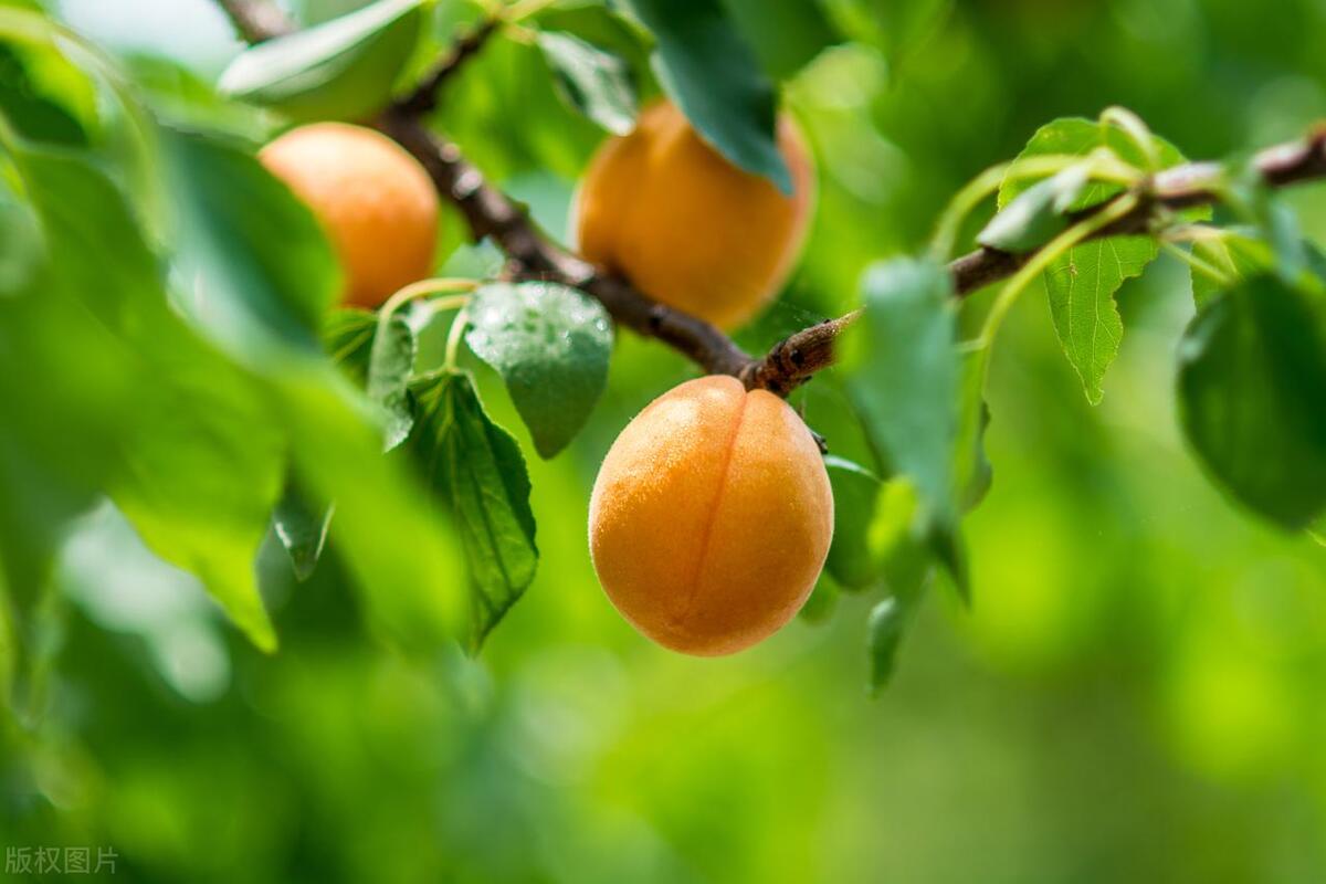 山东特产百年酥锅,济南特产王莉酥锅把子肉咋样
