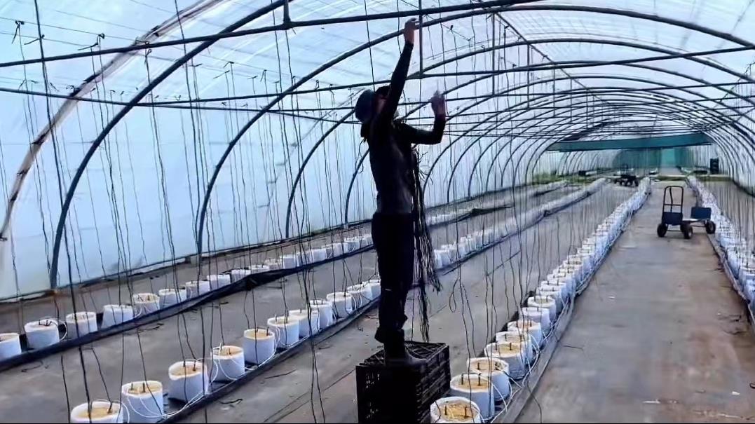 日本乡村两夫妻种菜,日本夫妇用木屑种黄瓜