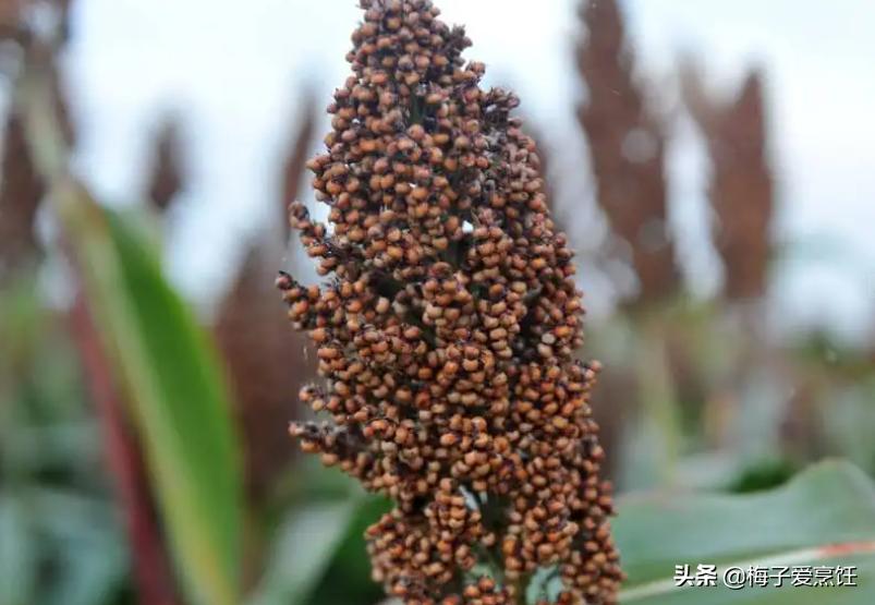 东北三大名酒是哪三种,被称为东北三大名酒