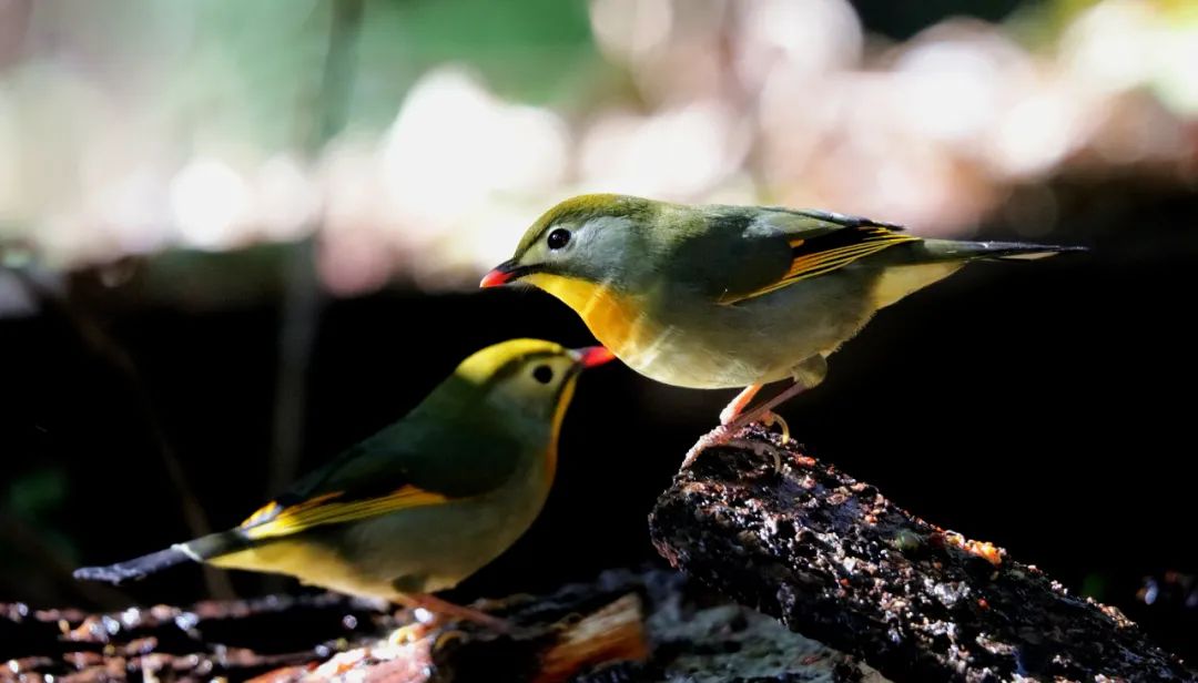昆明七彩云南怎么样,七彩云南避暑家园