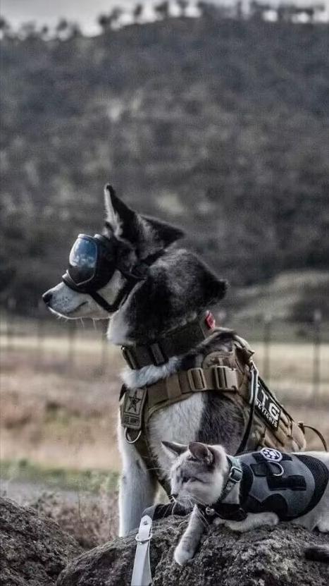 养哈士奇的体验,无聊养了一只哈士奇