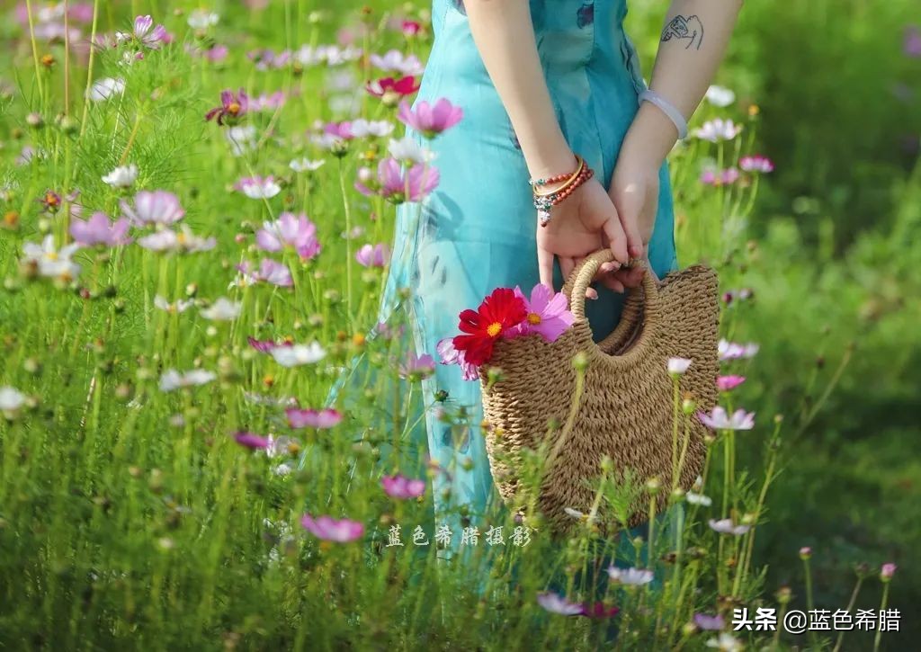 摄影波斯菊花海,上虞城南江上花海