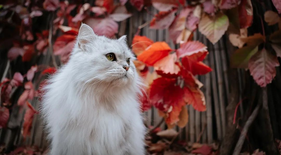 奇怪的蓝星人，小猫咪不懂