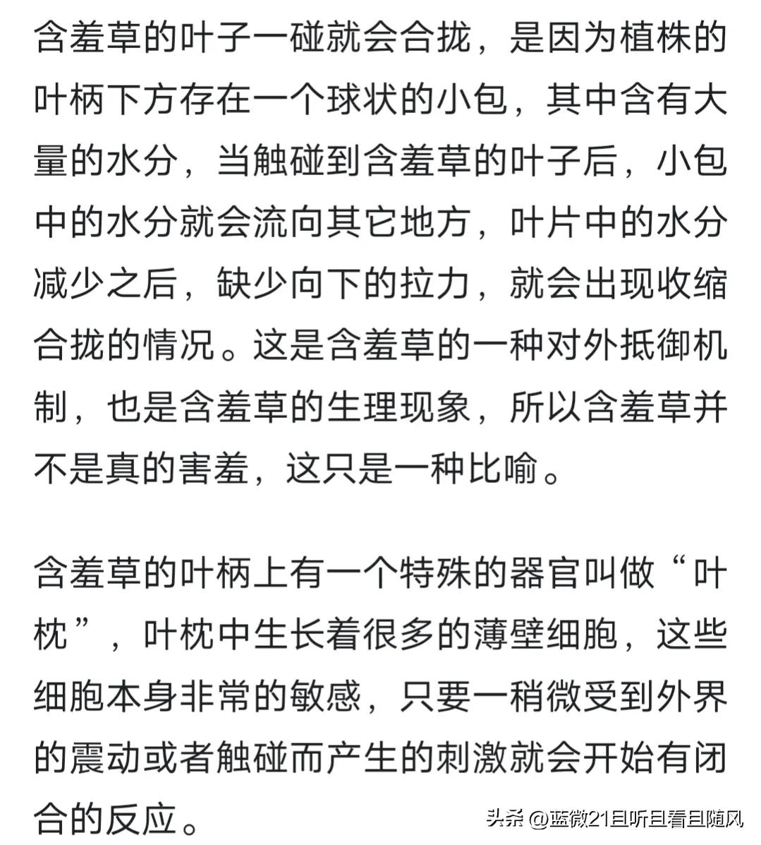 女儿和含羞草故事