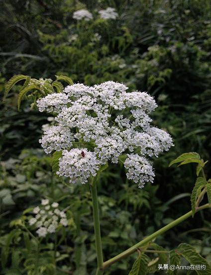 四种最毒的毒草,最毒的六种毒草