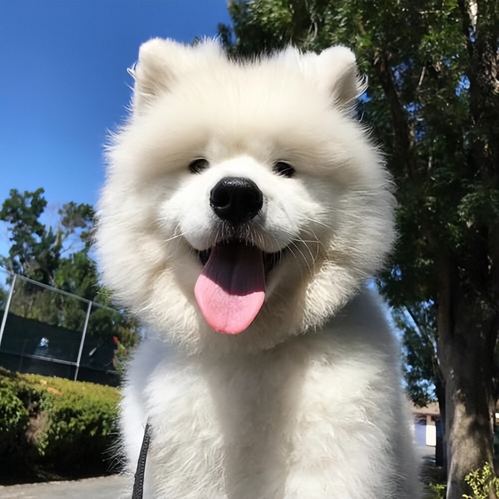 世界最聪明温顺不掉毛的狗排名,哪种狗性格温顺安静而且忠于主人