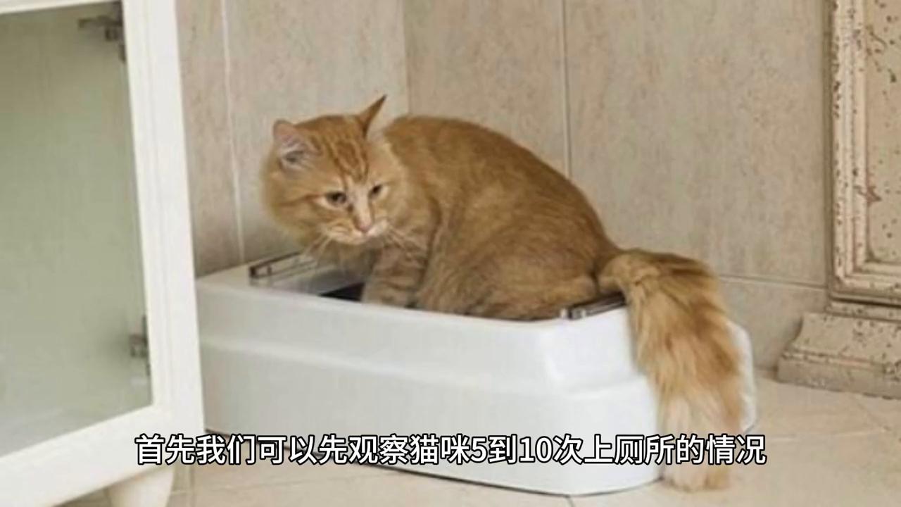猫咪尿频和尿闭的区别,怎么区分猫咪尿闭还是尿结石