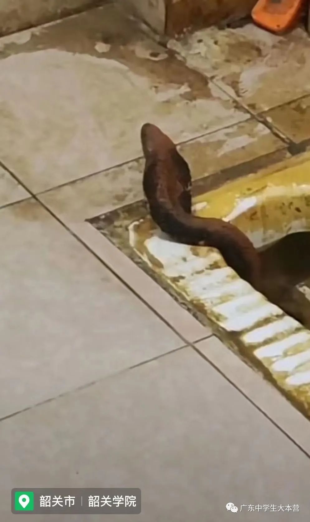 头皮发麻！广东某校厕所钻出眼镜蛇！啊啊啊换我可能当场去世！