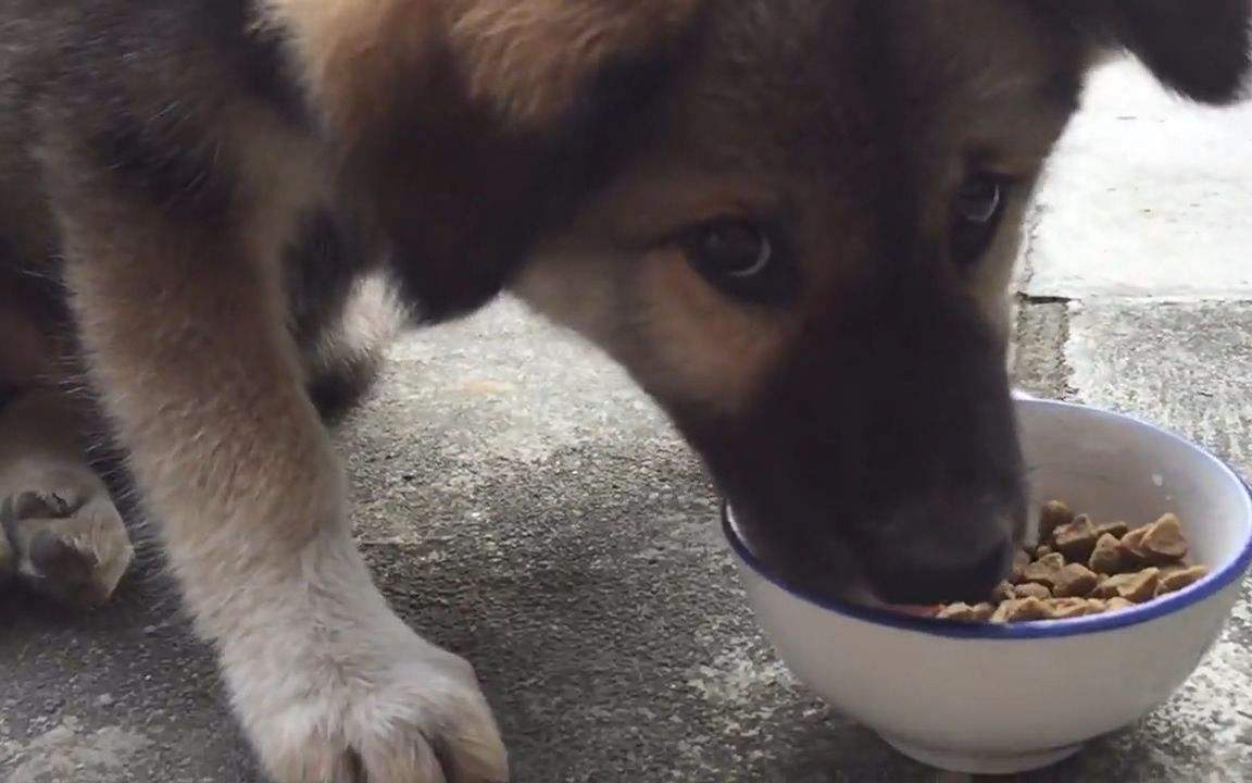 养了八年的土狗能卖掉吗,为什么有人收购十年以上的土狗