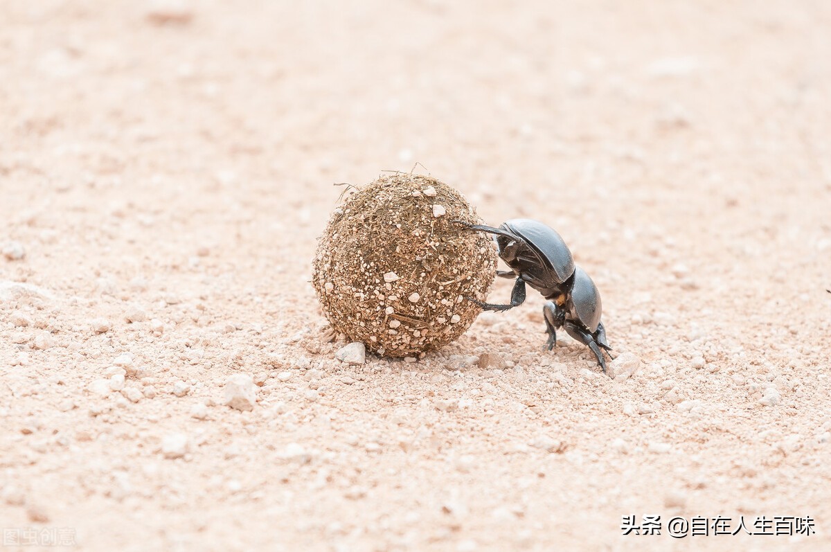 农村常见的虫子各叫什么名字,夏天家里最常见的虫子