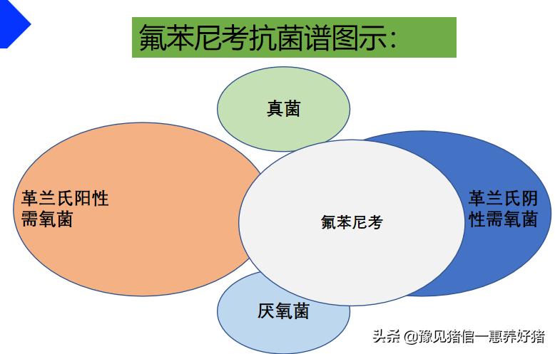 兽医抗菌药有哪几种,兽医微生物图谱