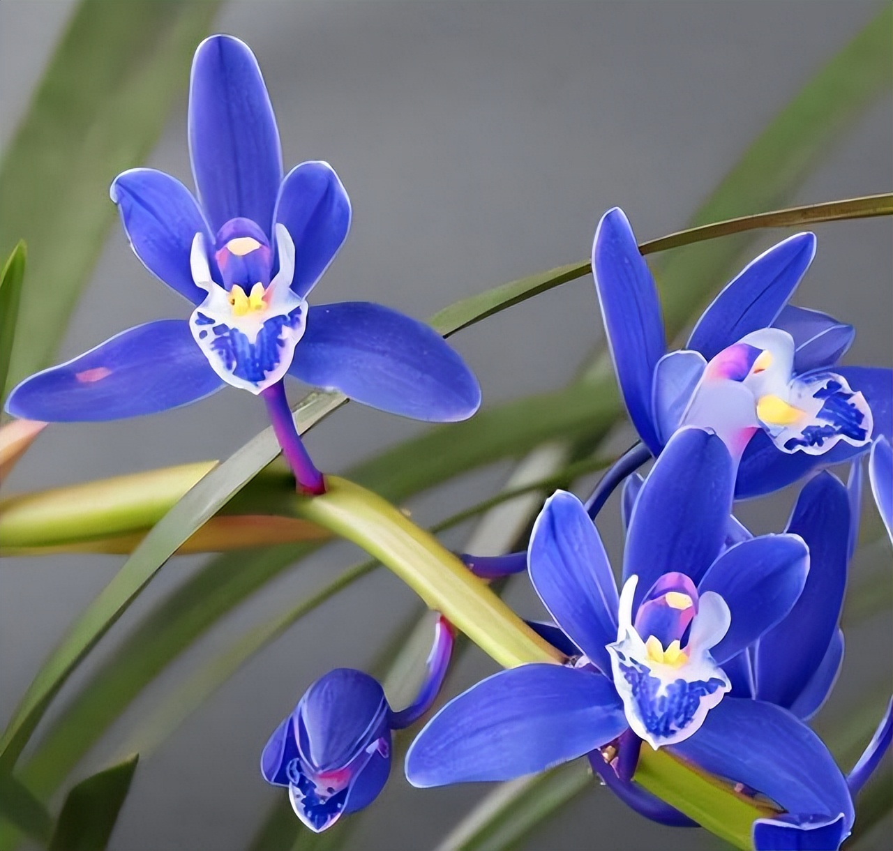 最好养的兰花四季兰品种,哪种兰开花又香又好看