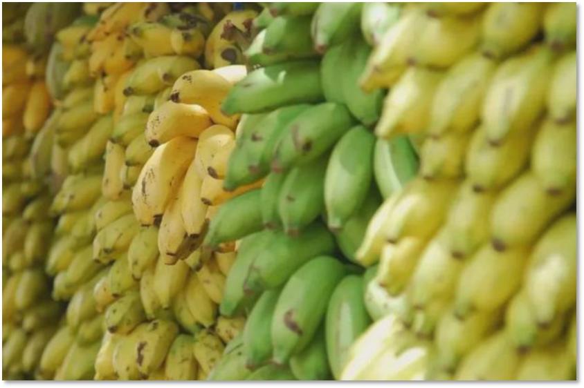 一根香蕉的奇幻旅程,一根香蕉的新奇历程