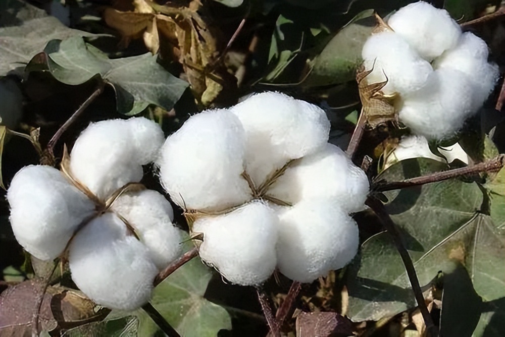 国际棉价最新即时行情,国际棉价连续下跌