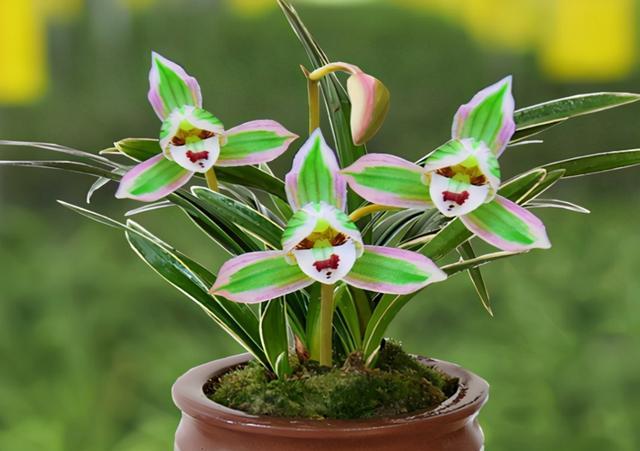 矮种金边兰花精品,好养又香又便宜的金边兰花品种