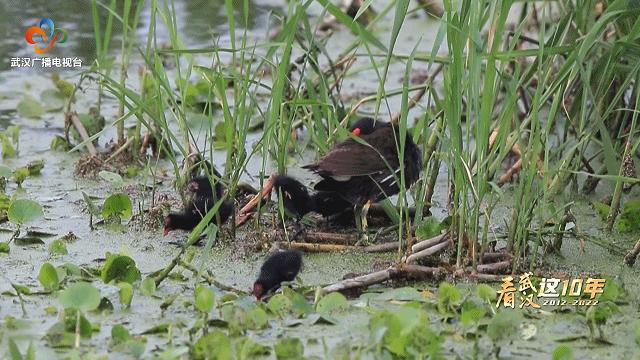 赏花观鸟赏美景,赏花观鸟