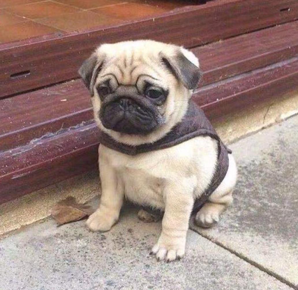 巴哥犬拉肚子又吐怎么办,小巴哥犬流鼻涕拉肚子