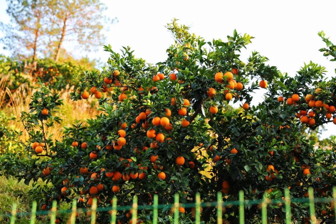 赣州于都的历史,于都古城什么时候开工