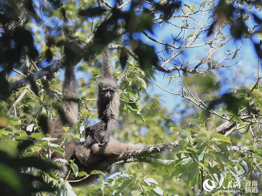 云南新发现一处高黎贡“白眉大侠”的家园