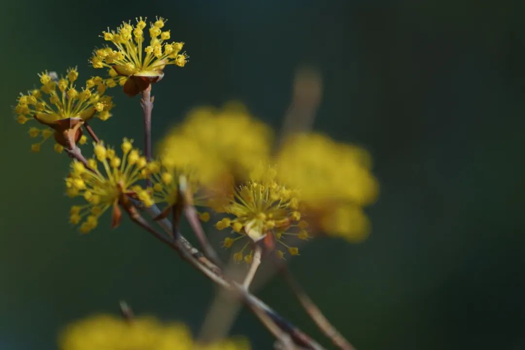 济南周边春天赏花全攻略,济南春日赏花攻略已送达