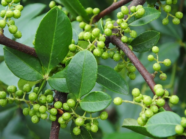 中药功效主治大全一览表,中药里常见功效解释