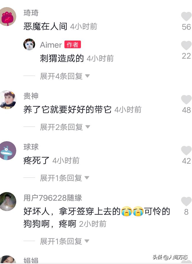 狗狗咬刺猬的视频,狗子咬刺猬怎么回事