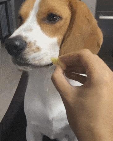 狗狗交配时，为何会发出“惨叫”呢？