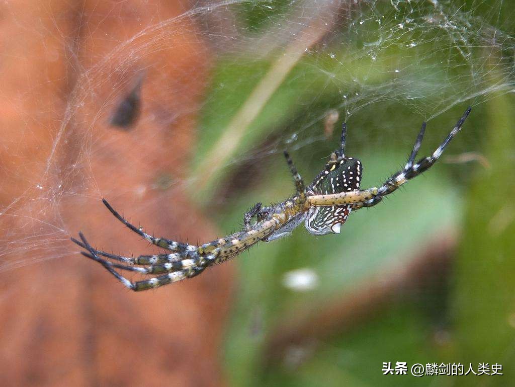 动物界分类图谱,动物界一共分为几个纲