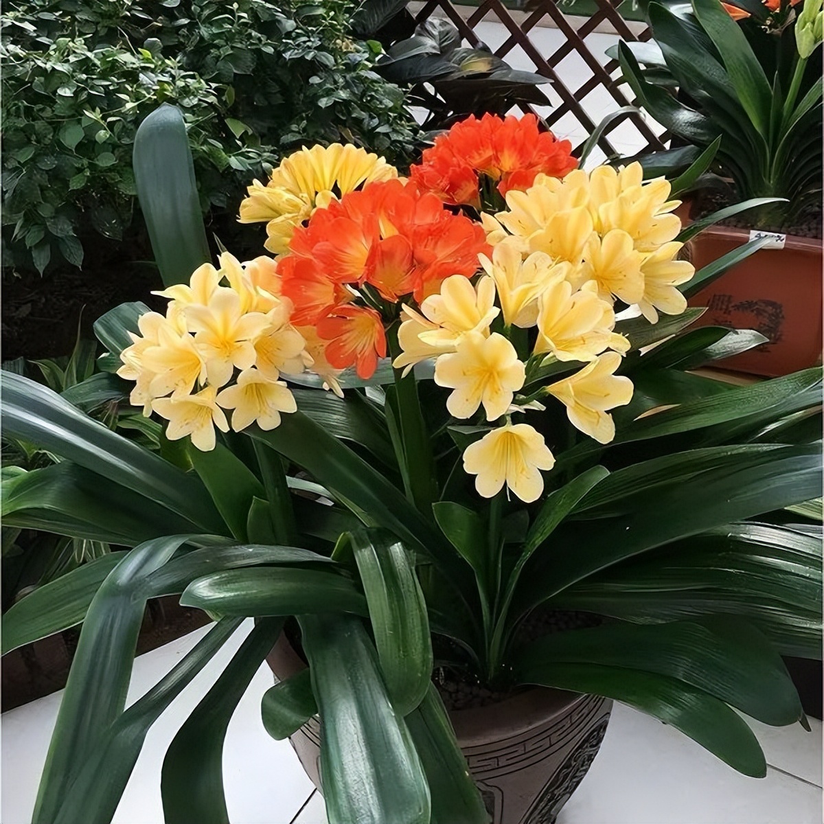 家里好养的绿植最新最流行的,家里好养的绿植推荐