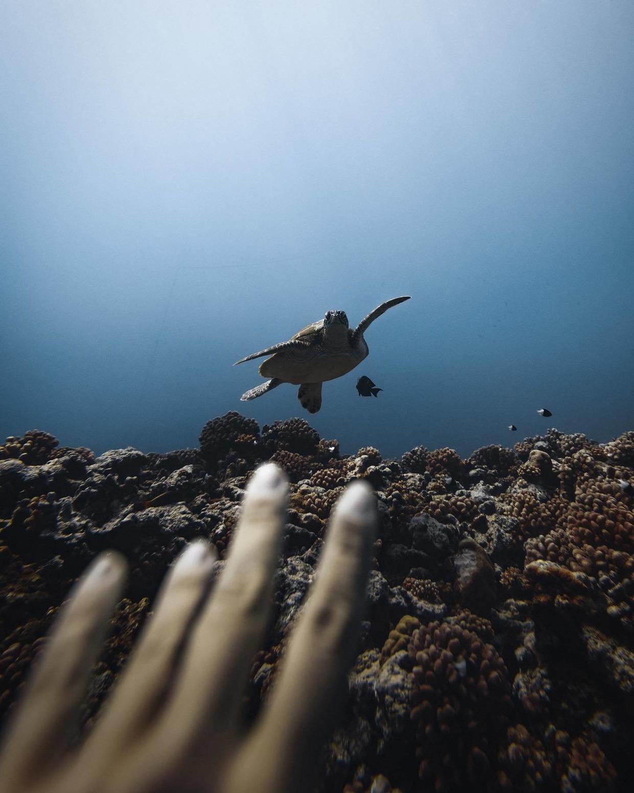 国外美女姐姐海里偶遇一只小鱼，竟引发神奇友谊！网友：前世情人