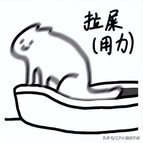 猫咪的通便药有几款,缓解猫咪便秘的猫粮