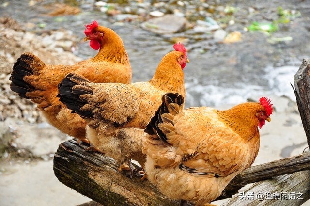 农村电商发展存在的问题有哪些,农村电商发展存在问题和建议