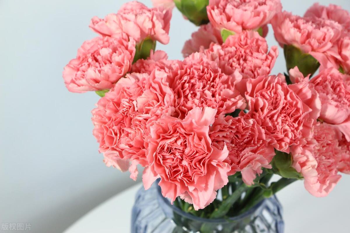 小学英语单词打卡,小学英语单词打卡小视频