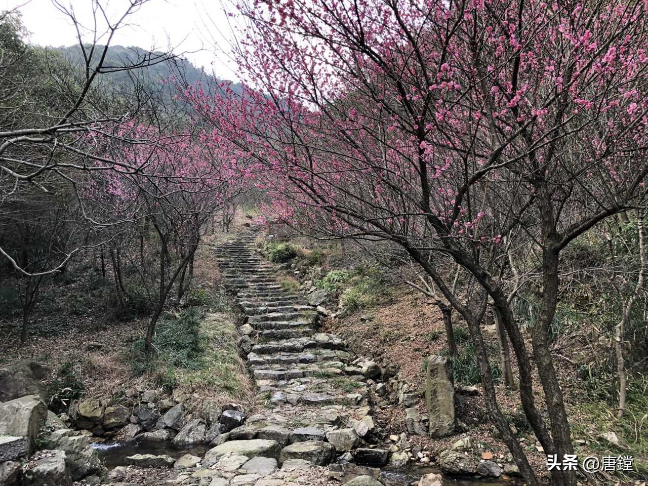 五磊寺的十里梅花径:追寻诗意仙境的心灵之旅