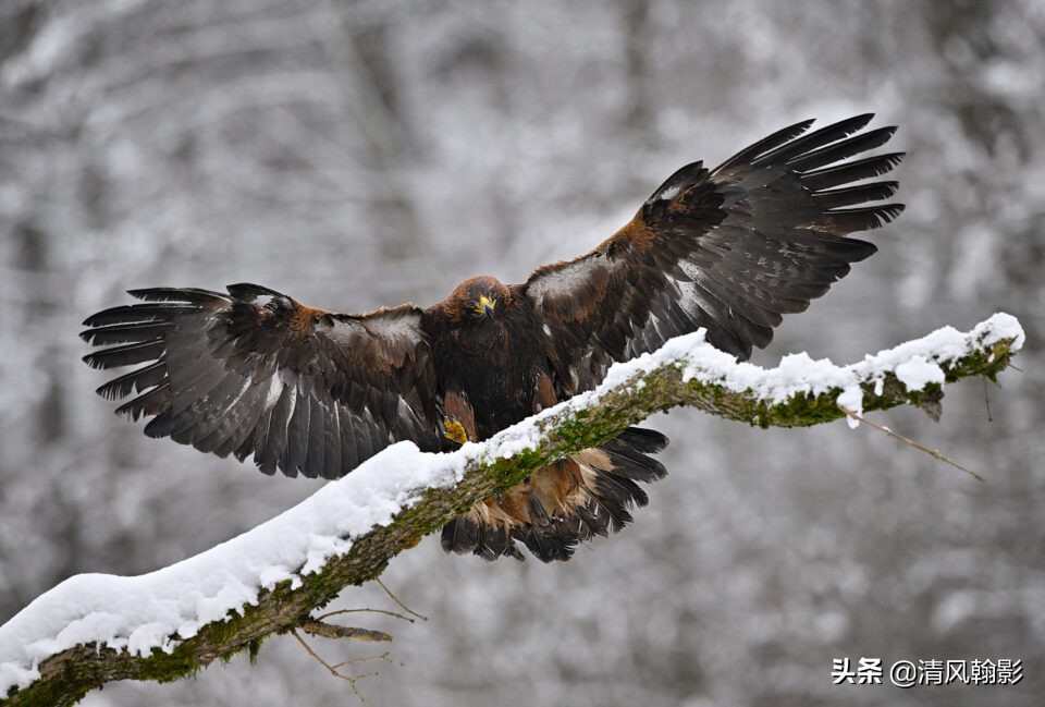 z9拍鸟照片,z9相机购买攻略